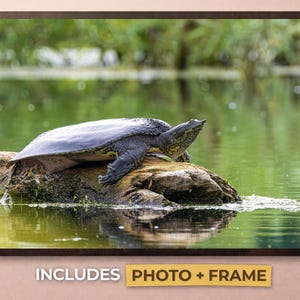 May include: A framed photograph of a turtle resting on a log in a pond. The turtle has a dark shell and is positioned in the center of the image. The water reflects the surrounding greenery, and the frame is dark brown.