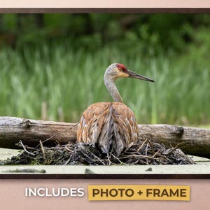 Sandhill Crane Nesting Print - Framed Wildlife Photo Wall Art Decoration