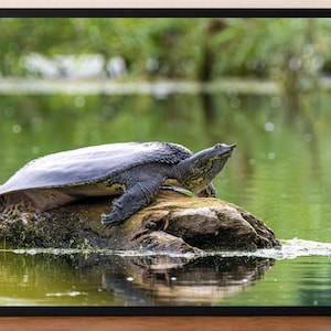Spiny Softshell Turtle Portrait Print - Framed Wildlife Photo Wall Art Decoration - Ready to Hang