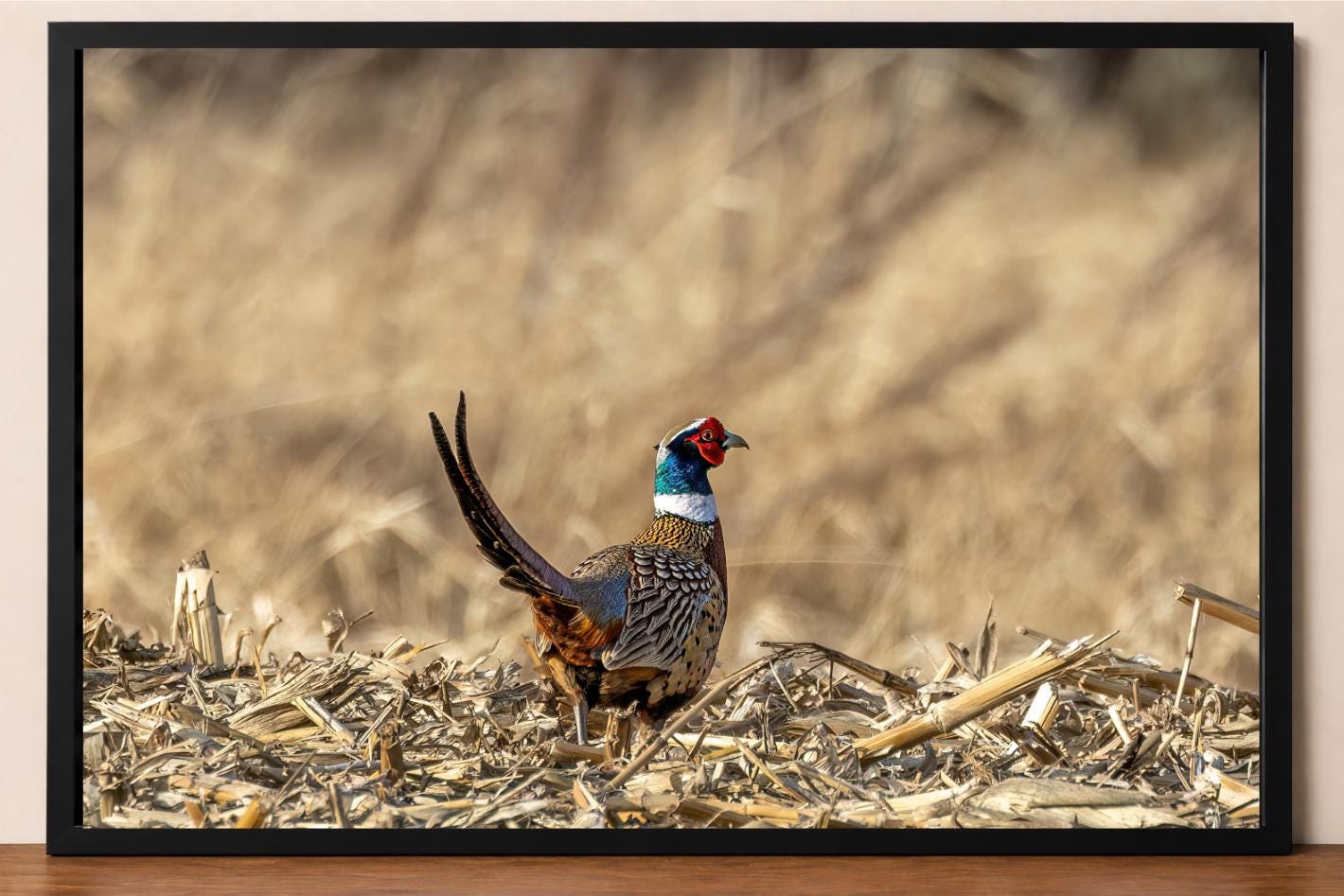 Ring-necked Pheasant Print - Framed Wildlife Photo Wall Art