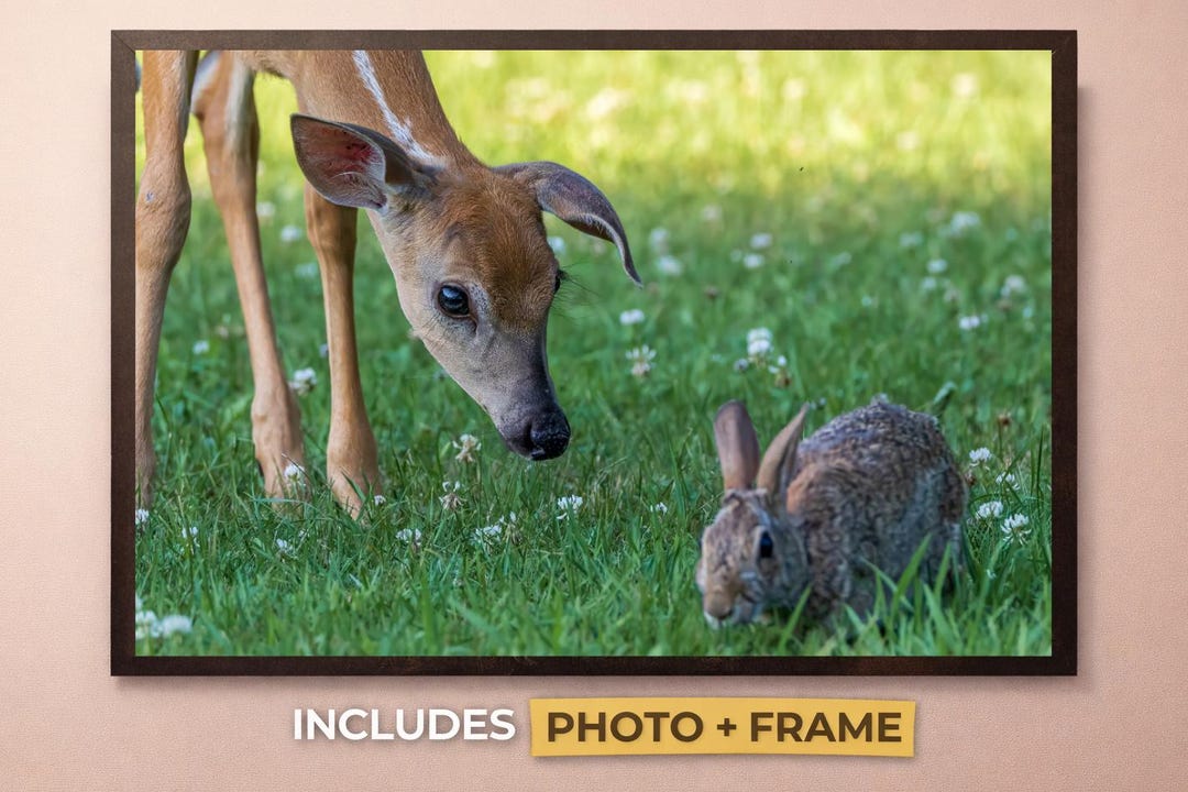 White-tailed Deer Fawn and Rabbit Wildlife Photo Print – Framed Wall ...
