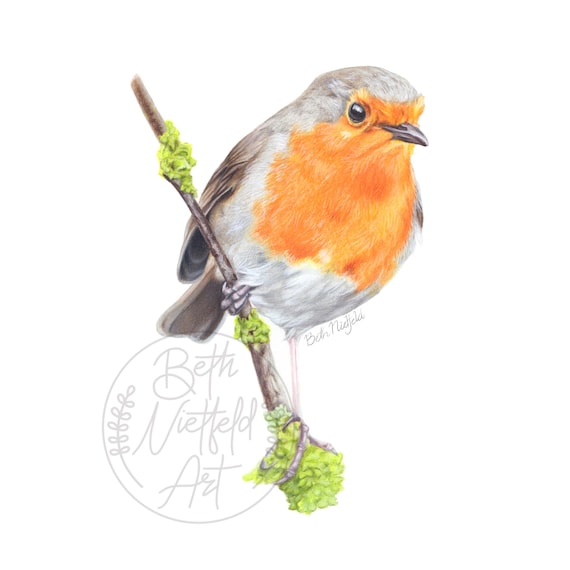 European Robin Art Print | Nature Illustration