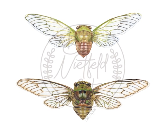 Cicada Colored Pencil Drawing, Original