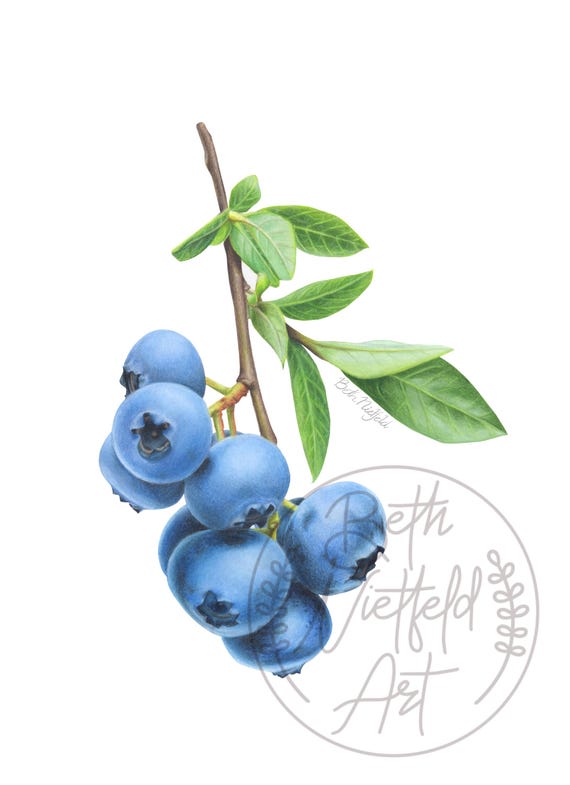 Blueberry Colored Pencil Drawing, Original