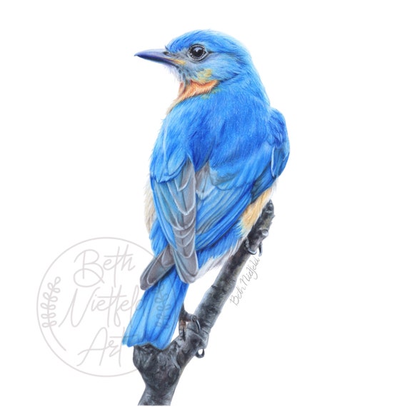 Eastern Bluebird Art Print | Nature Illustration