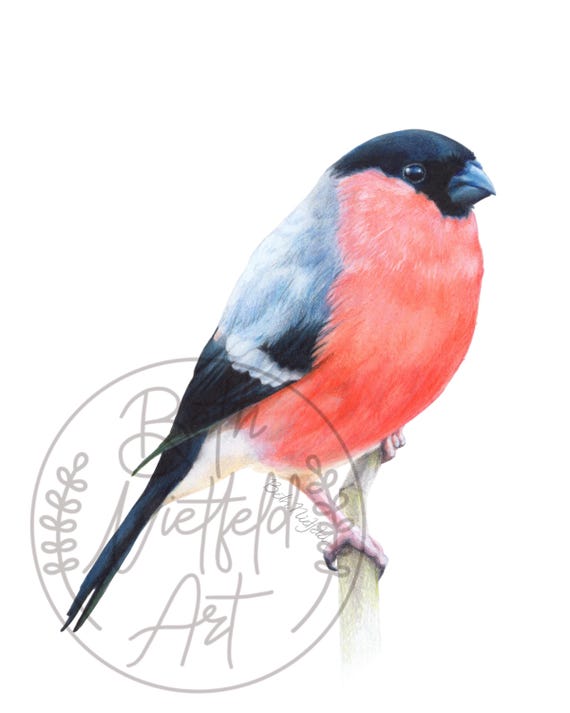 Eurasian Bullfinch Colored Pencil Drawing, Original