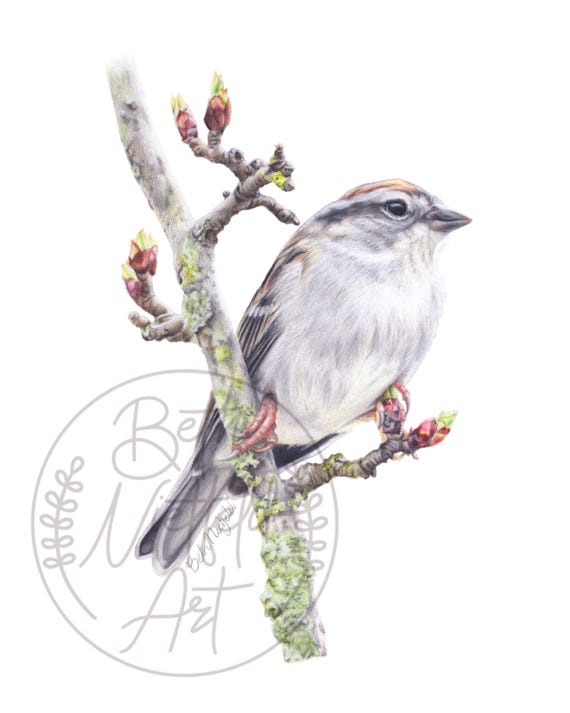 Chipping Sparrow, Colored Pencil Drawing, Original