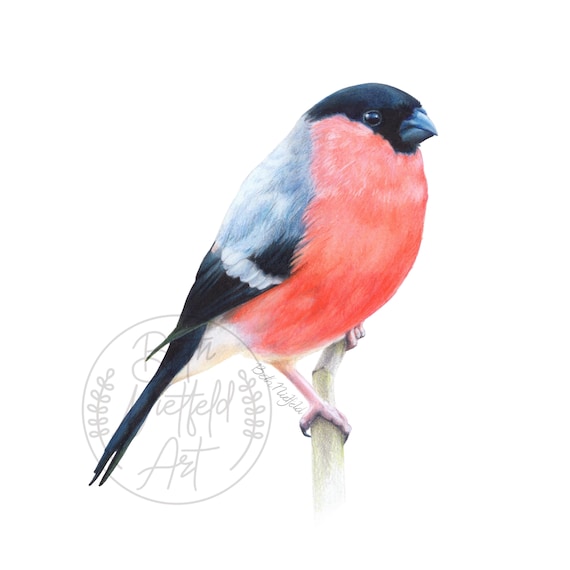 Eurasian Bullfinch Art Print | Nature Illustration