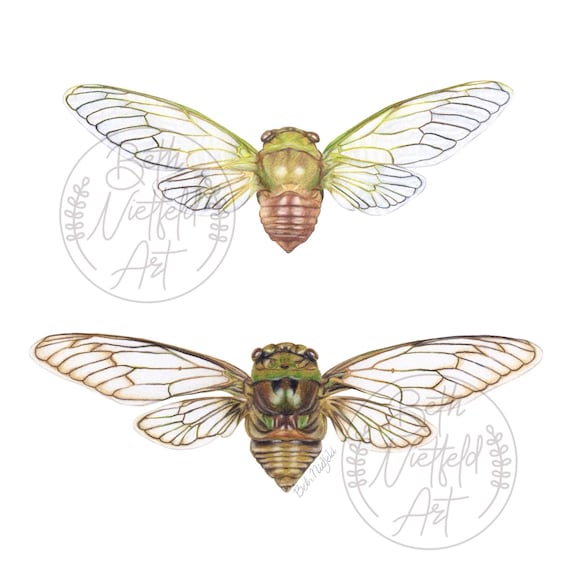Cicada Art Print | Insect Illustration