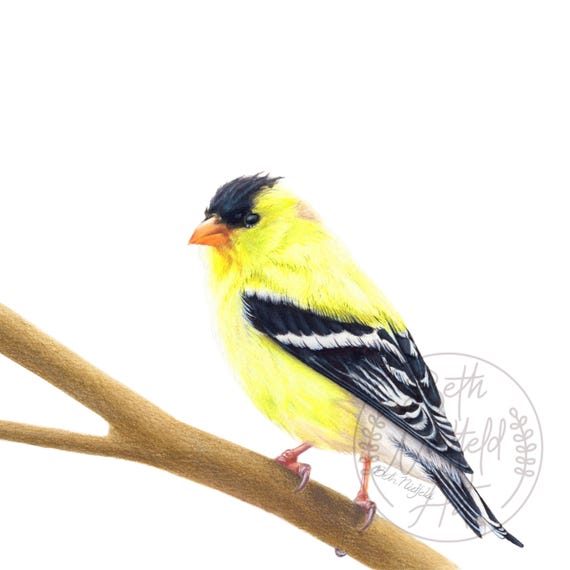 American Goldfinch Art Print | Nature Illustration