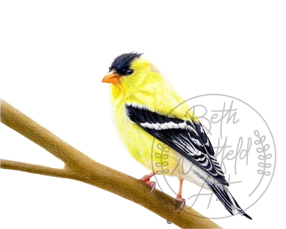American Goldfinch Colored Pencil Drawing, Original