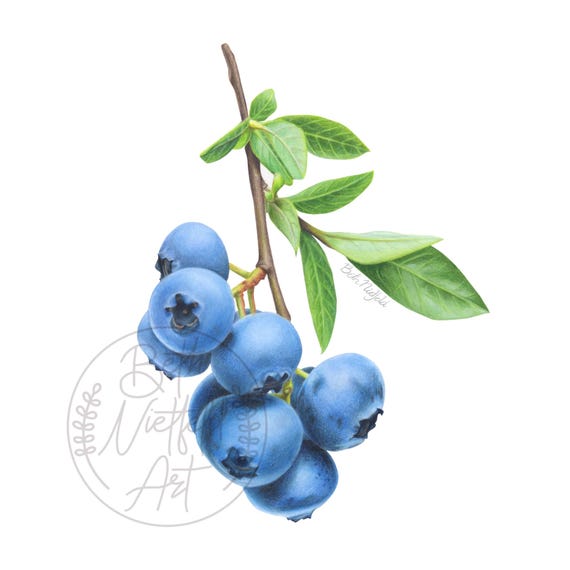 Blueberries | Food Art Illustration