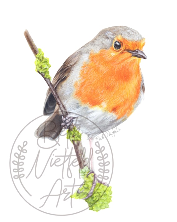 European Robin Colored Pencil Drawing, Original