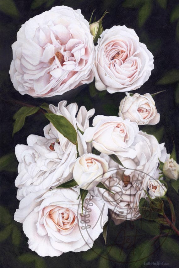 Rose Garden, Colored Pencil Drawing, Original