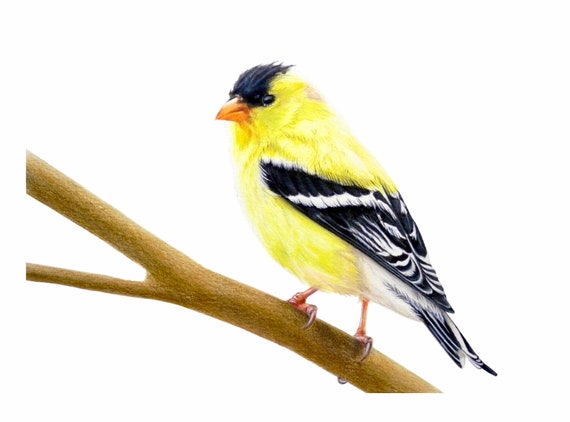 American Goldfinch Colored Pencil Drawing, Original