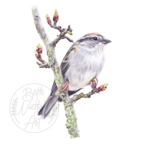 Bird on Branch Art Print | Nature Illustration