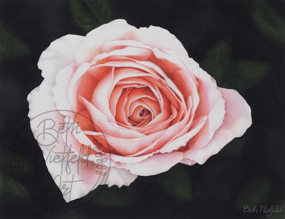 Abigail Rose, Colored Pencil Drawing, Original