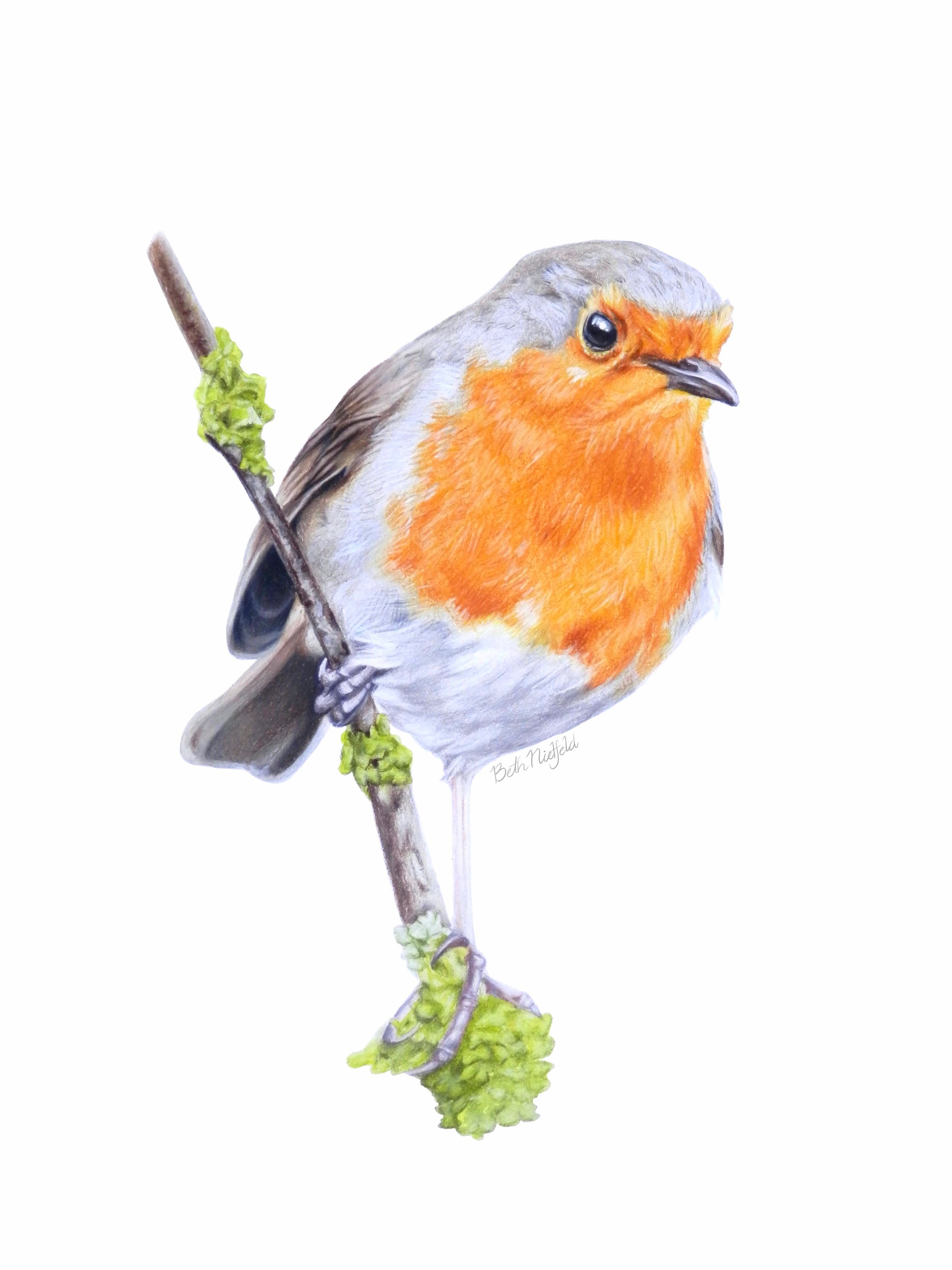Robin Colored Pencil Drawing Original Etsy