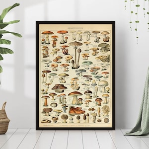 Quadro botânico de cogumelos vintage, arte de parede, ilustração científica antiga, retrô, boho, cottagecore, decoração de quarto, tela, impressão da natureza, pôster emoldurado