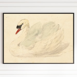 Vintage Swan Drawing Antique Bird Animal Art Minimalist Watercolor Canvas Print Poster Framed Nursery Rustic Farmhouse Wall Art Room Decor