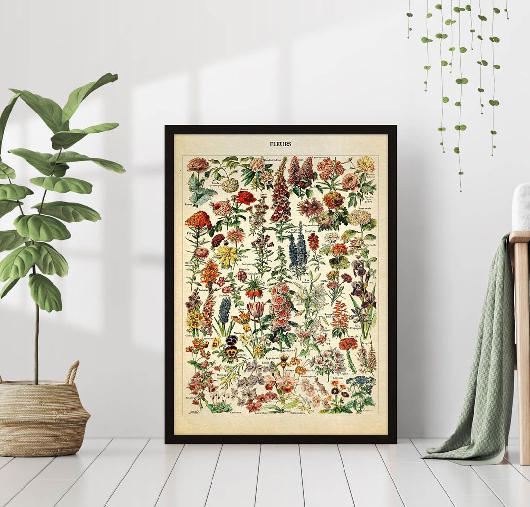 Vintage Flowers Botanical Chart Wall Art Antique Science Illustration ...