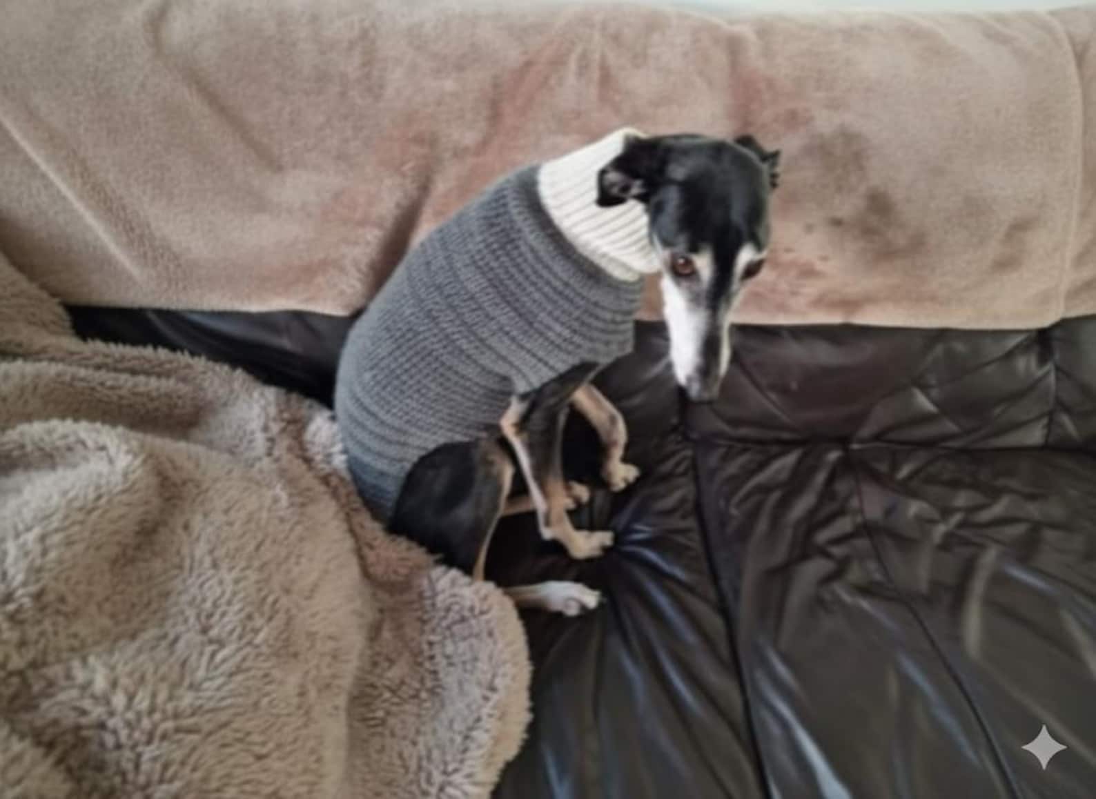 Lurcher/whippet Pdf Crochet Jumper Pattern 24 Inch - Etsy