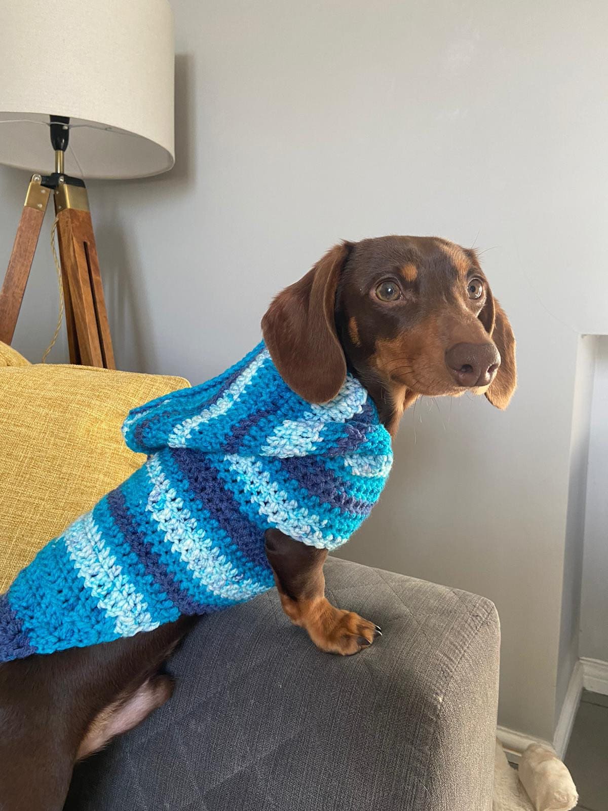 PDF Digital download crochet pattern crochet Dachshund small Etsy