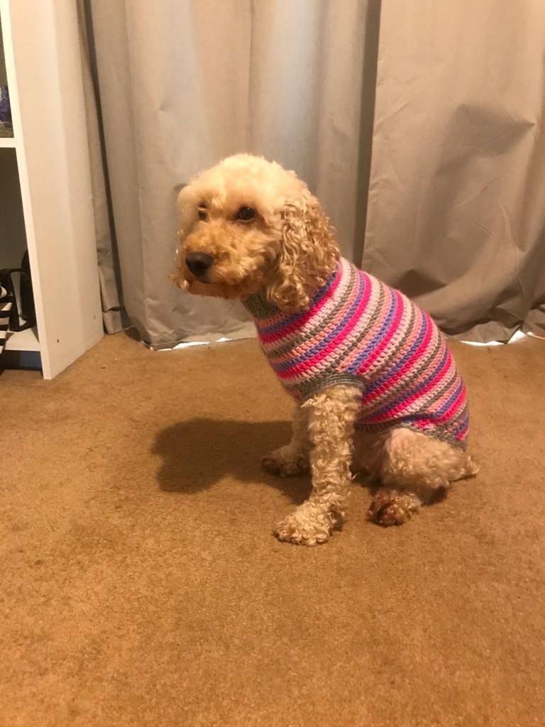 Cockapoo jacket best sale