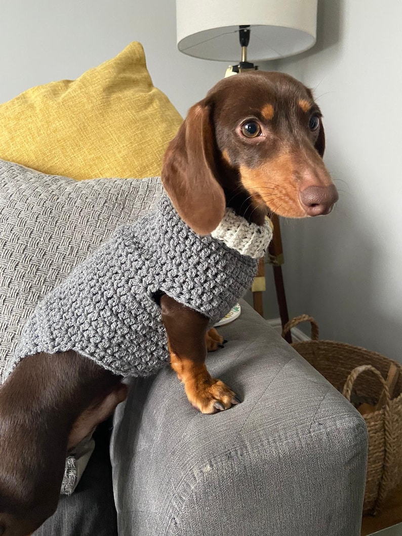 May include: A brown and tan dachshund wearing a gray crocheted sweater. The dog is sitting on a gray couch with a yellow pillow behind it.