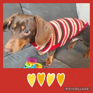 May include: A brown and tan dachshund wearing a red, brown and white striped crocheted jumper. The dog is sitting on a brown sofa.