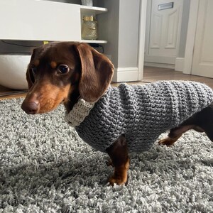 May include: A brown and tan dachshund wearing a gray knitted sweater with a white collar. The dog is standing on a gray shag carpet.