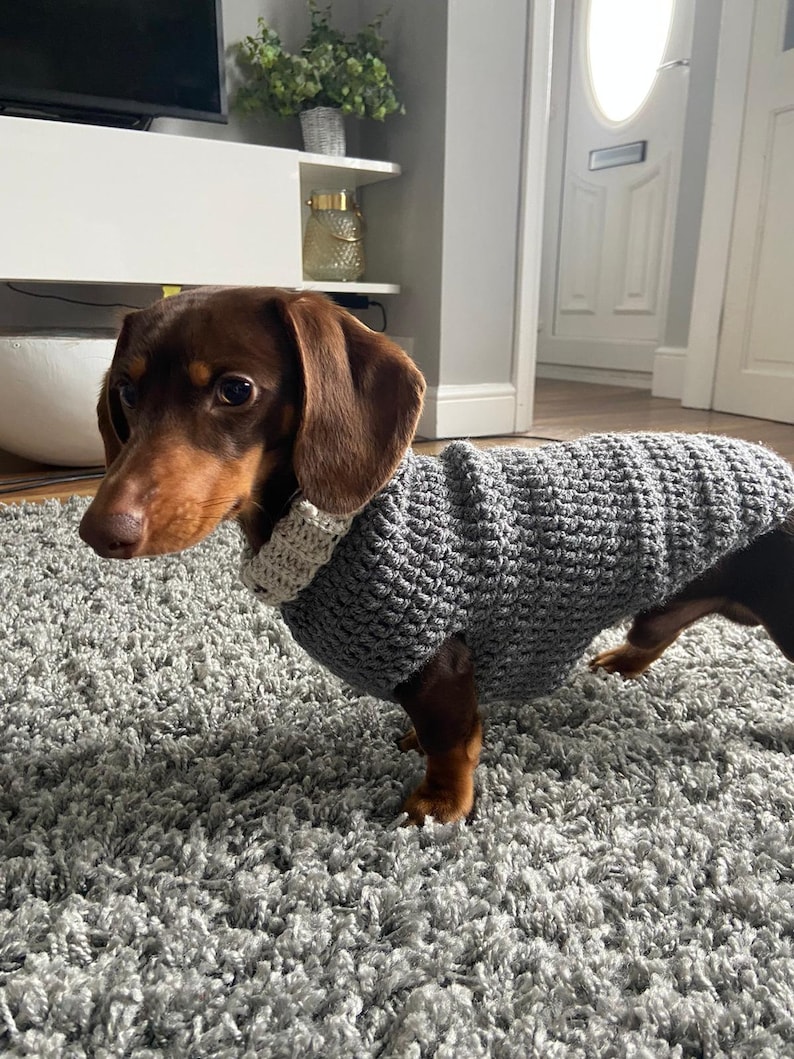 May include: A brown and tan dachshund wearing a gray knitted sweater with a white collar. The dog is standing on a gray shag carpet.