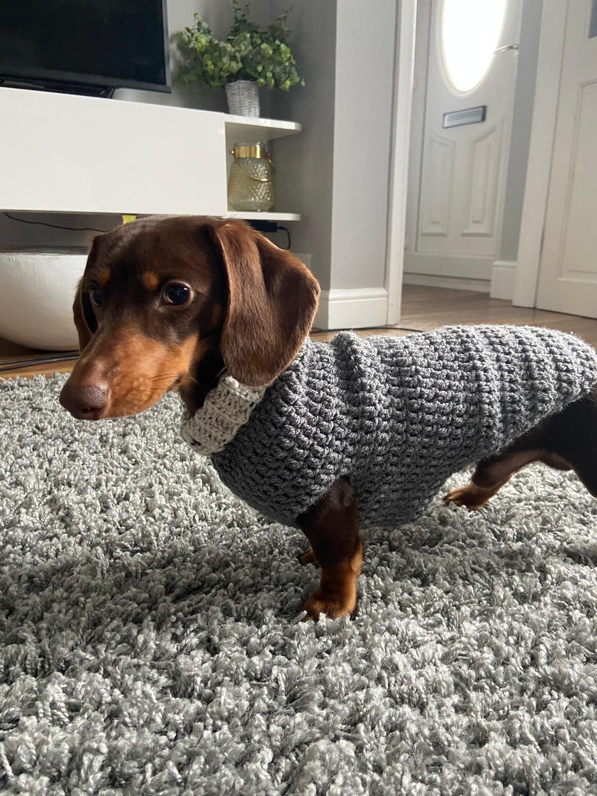 PDF Digital Download Crochet Pattern Easy Small Dog Sausage Dog Dachshund Crochet Jumper Sweater Pattern 14 Inch Etsy Canada