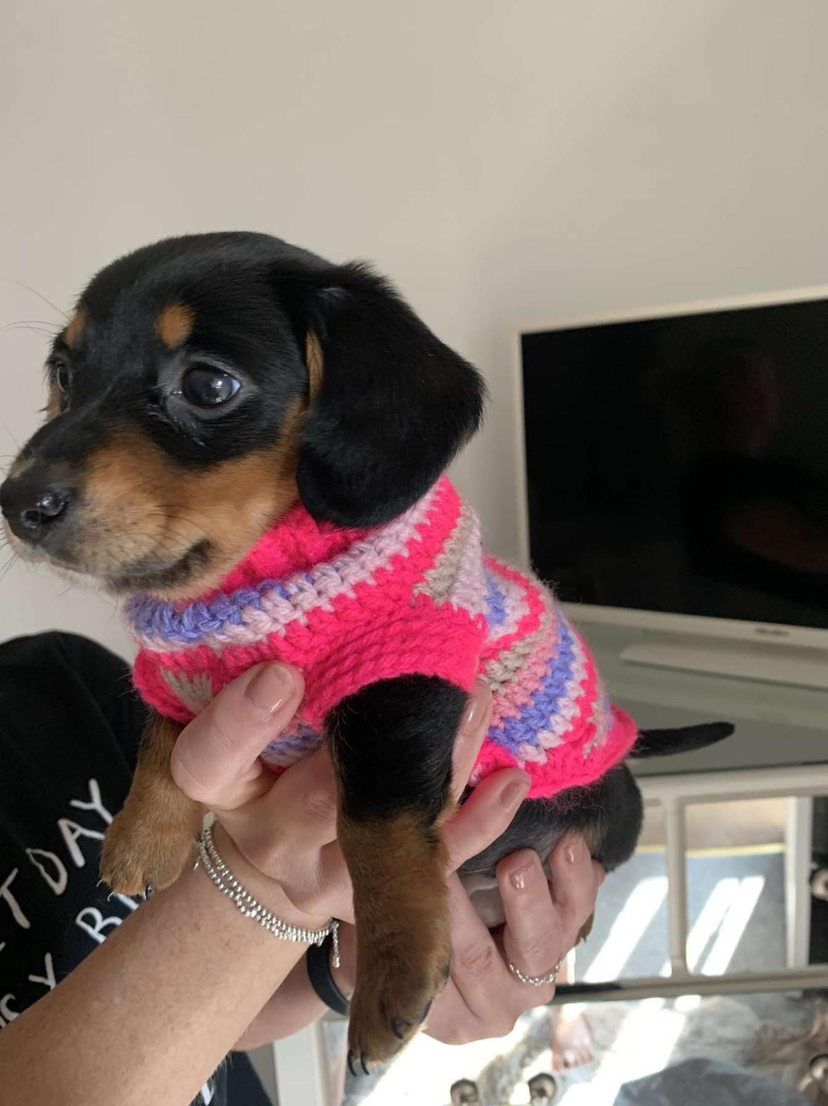 かぎ針編みのダックスフンド犬用セーターのパターン：12インチの小型犬