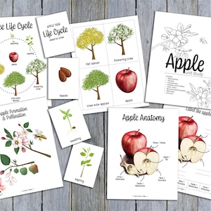 Apple Unit Study - Apple Unit Study for Preschool - Apple Unit Study for Kindergarten - Apple Unit Study for Grade 1-3, Homeschool ADHD