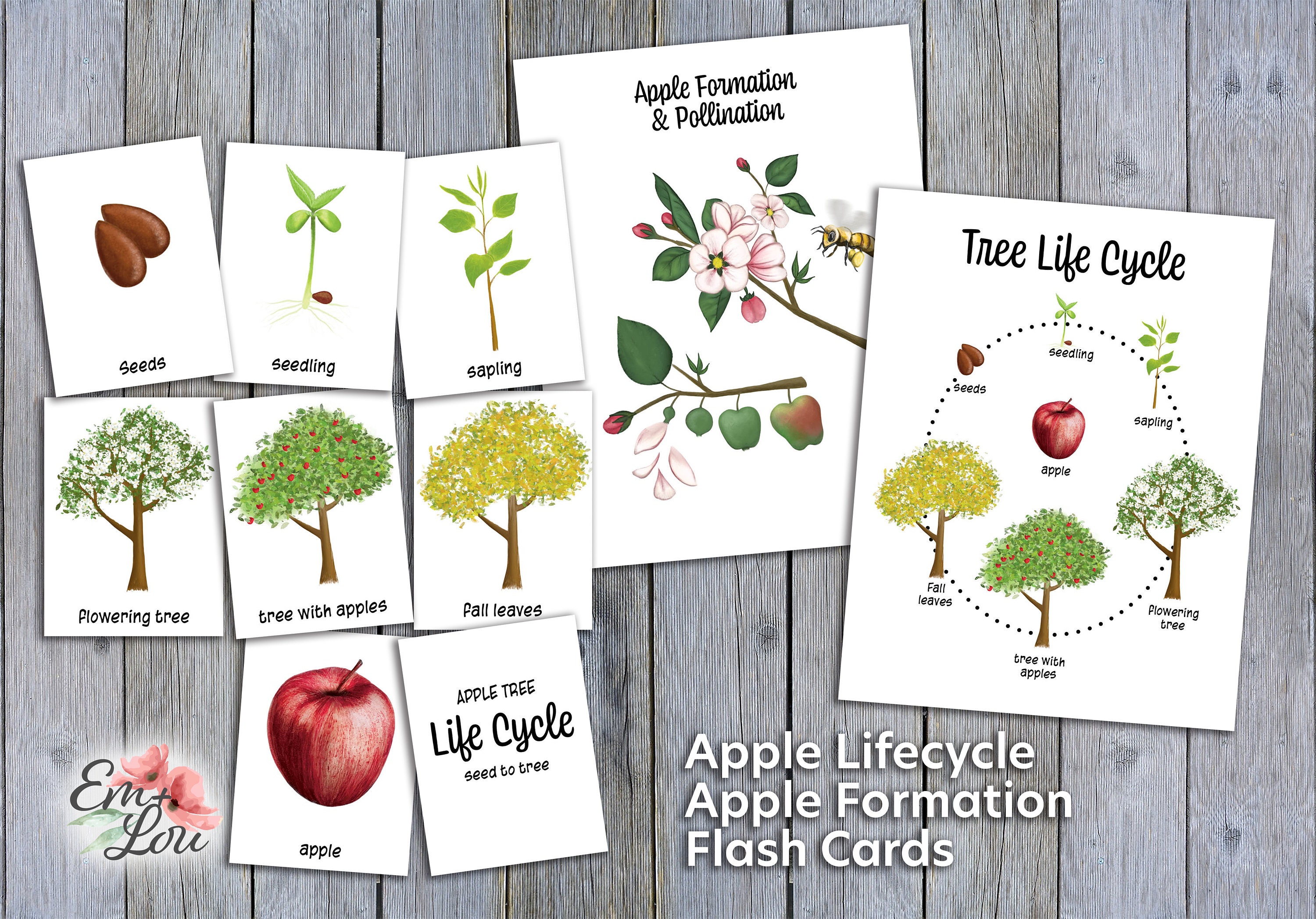 Apple Tree Life Cycle Apple Formation And Pollination Tree Life Cycle cut-and-paste-the-life-cycle-of-an-apple-tree-worksheet