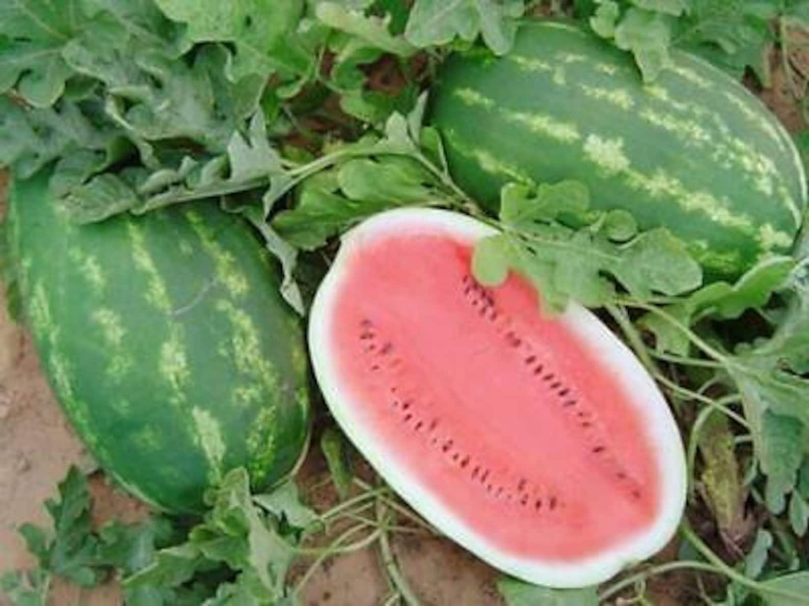 Jubilee Watermelon 25 Seeds Heirloom Open Pollinated Etsy