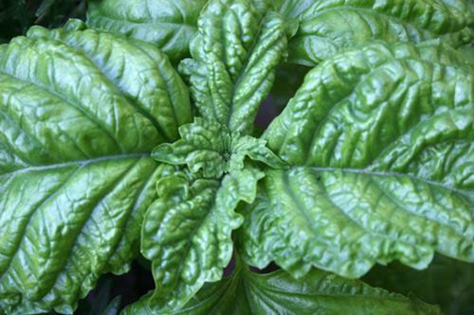 Leaf Lettuce Basil 200 Seeds Heirloom Easy Grow Herb Etsy
