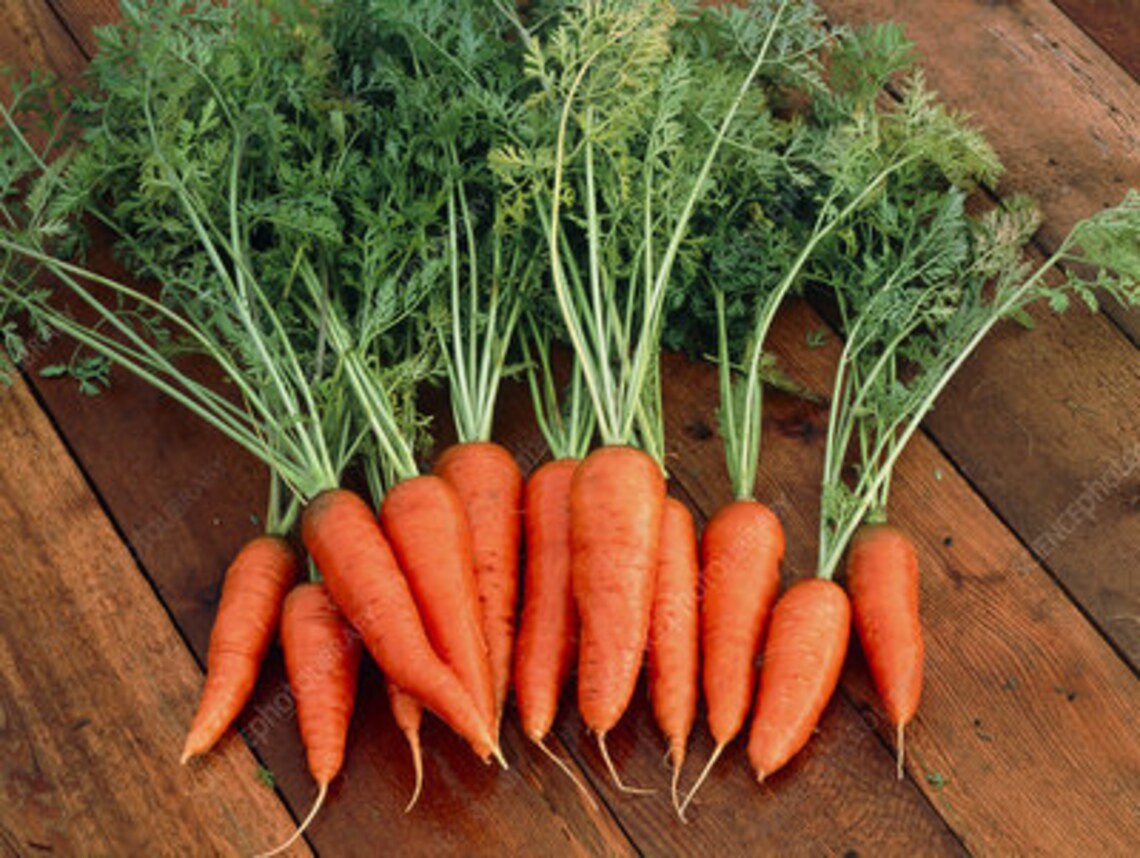 Danvers Half Long Carrot 600 Heirloom Seeds Open Etsy