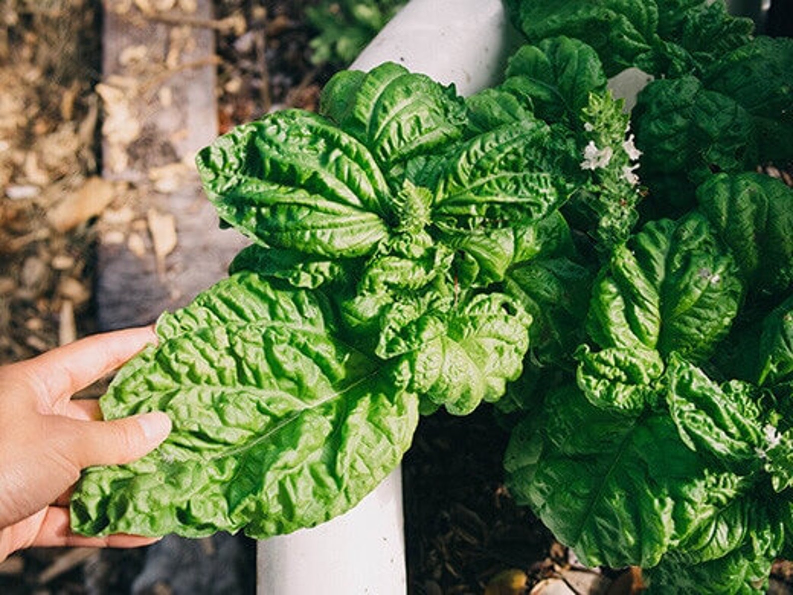 Leaf Lettuce Basil 200 Seeds Heirloom Easy Grow Herb Etsy