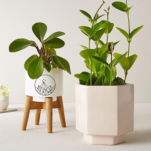 May include: Two potted plants. One in a white ceramic pot with a geometric mountain design on a wooden stand. The other in a light pink, geometric-shaped pot. Both pots contain green plants with large leaves.