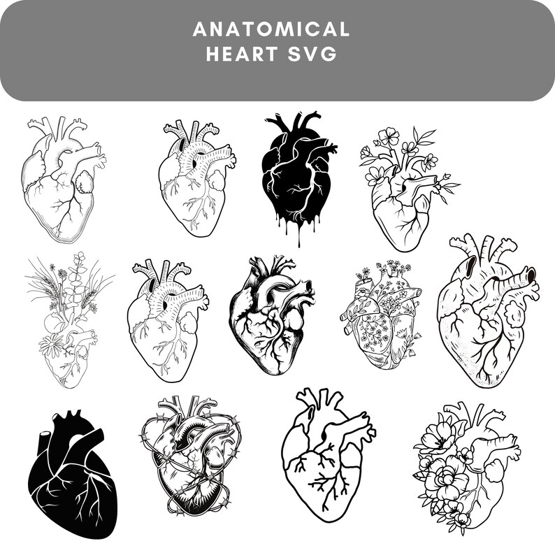 New Svg, Anatomy Svg, Anatomical Heart svg bundle, Flower Heart Svg, Human Heart Svg, Heart SVG, Medical Svg, Cut File For Cricut image 1