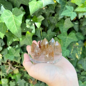 May include: A collection of seven golden-brown crystal points arranged on a clear, circular display stand. The crystals have a pointed, geometric shape. The background features lush green ivy.