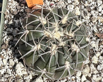Gymnocalycium speggazzinni cactus in 4.25 inch pot B 189