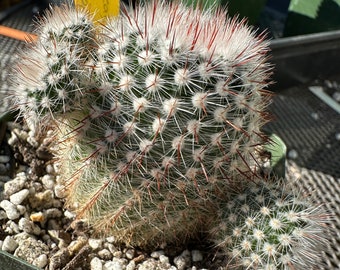 Notocactus scopa cactus L 107