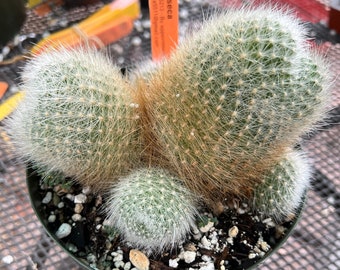 Rebutia albipilosa cactus in 6 inch pot