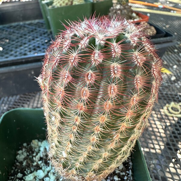 Echinocereus pectinatus v coahuilla cactus F 338