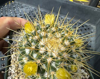 Mammillaria canelensis cactus in 4.25 inch pot C401