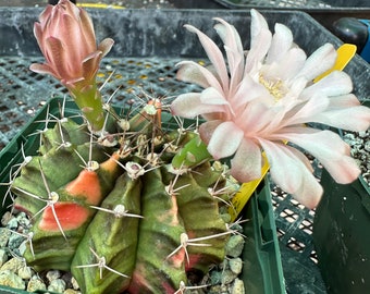 Gymnocalycium mihanovichii variegated cactus in 4.25 inch pot