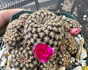 Sulcorebutia augustinii cactus rare D79